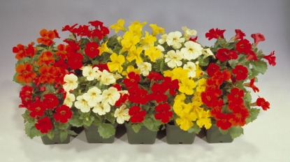 Picture of Mimulus - Mystic Mixed F1